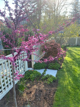 flowering tree